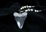 Inch Megalodon Tooth Necklace #1357-1
